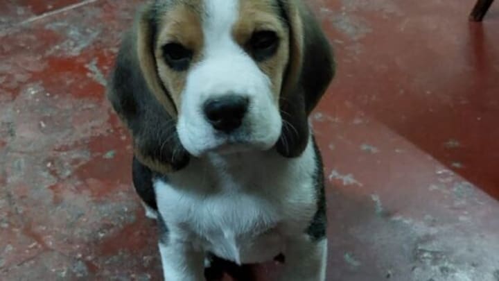 गोरखपुर: लग्जरी कार से आए, कचौड़ी-जलेबी खाए और फिर कुत्ता चोरी कर रफूचक्कर हो गए लोग UP Tak