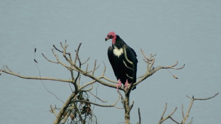 दुधवा टाइगर रिजर्व में दिखा अति दुर्लभ प्रजाति का गिद्ध, इस अद्भुत किंग वल्चर को देख सब हैरान UP Tak