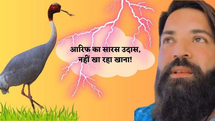 आरिफ से बिछड़कर उदास है सारस! खाना-पीना छोड़ा, सामने आई ये जानकारी UP Tak