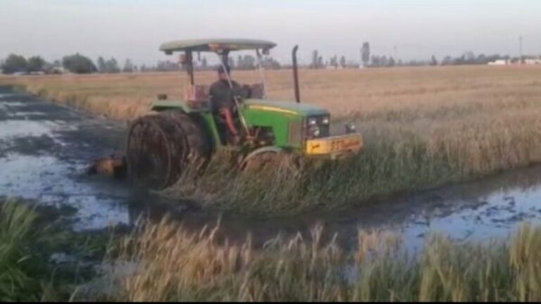 पीलीभीत: किसान ने 3 एकड़ में खड़ी गेहूं की फसल पर चलाया ट्रैक्टर, बताई ये वजह UP Tak