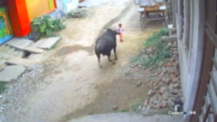 अलीगढ़ में ढाई साल के बच्चे को पैरों तले रौंदने लगा सांड, बुजुर्ग दादा ने बचा ली जान, देखें UP Tak