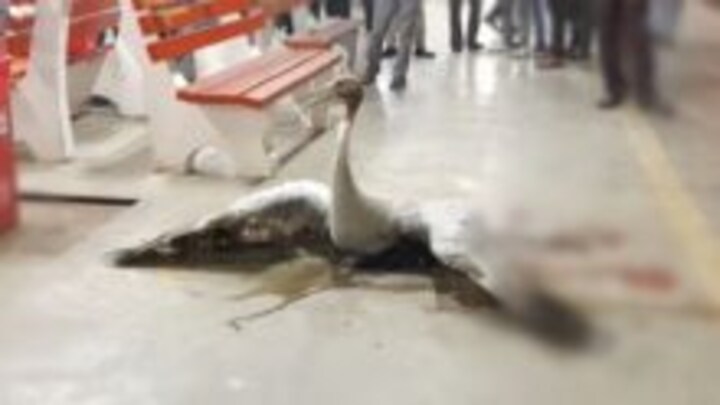 यूपी में दिखी एक और सारस की दर्दनाक कहानी, बरेली में ट्रेन से टकराकर हुआ घायल UP Tak