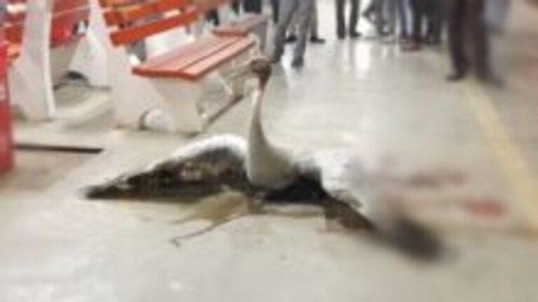 यूपी में दिखी एक और सारस की दर्दनाक कहानी, बरेली में ट्रेन से टकराकर हुआ घायल UP Tak