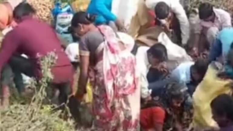 बेबसी! लखीमपुर खीरी में किसान को अपनी फसल के नहीं मिले सही दाम, ट्रॉली भर आलू खाई में गिराएं UP Tak