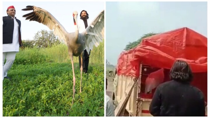 जिसे देख अखिलेश यादव भी थे हैरान उस आरिफ और सारस की दोस्ती का छूटा साथ, जानिए वजह UP Tak