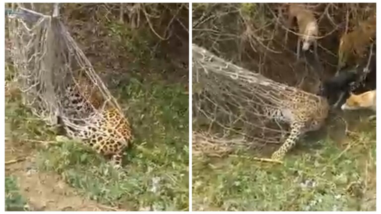हापुड़: ग्रामीणों ने जाल में फंसाया तेंदुआ मगर फिर हुआ कुछ ऐसा, जान बचा भागे लोग, पर क्यों UP Tak