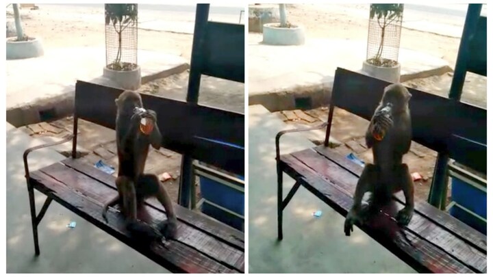 बांदा: शराबी बंदर खुलेआम छलकाता है जाम, मचाता है जमकर उत्पात, ये जानकर चौंक जाएंगे आप UP Tak