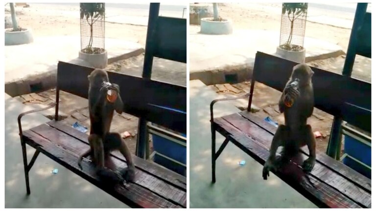 बांदा: शराबी बंदर खुलेआम छलकाता है जाम, मचाता है जमकर उत्पात, ये जानकर चौंक जाएंगे आप UP Tak