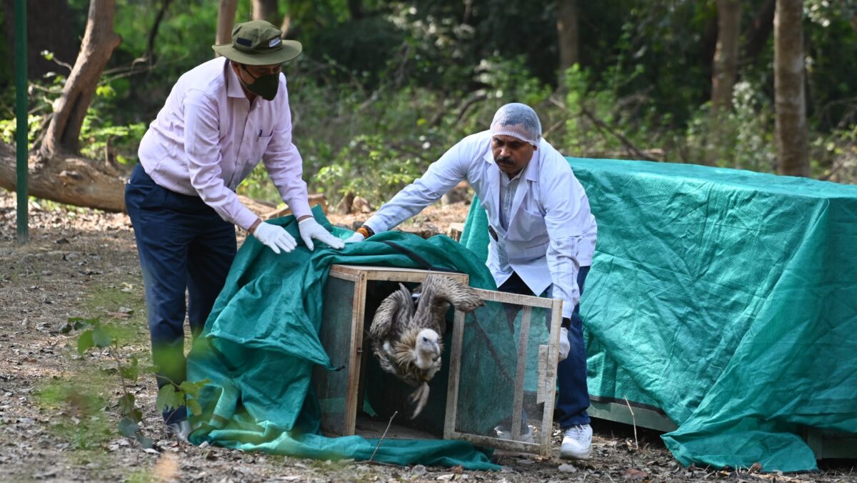78 दिन बाद कानपुर चिड़ियाघर से खुले आसमान में आजाद हुए तीनों हिमालयन गिद्ध UP Tak