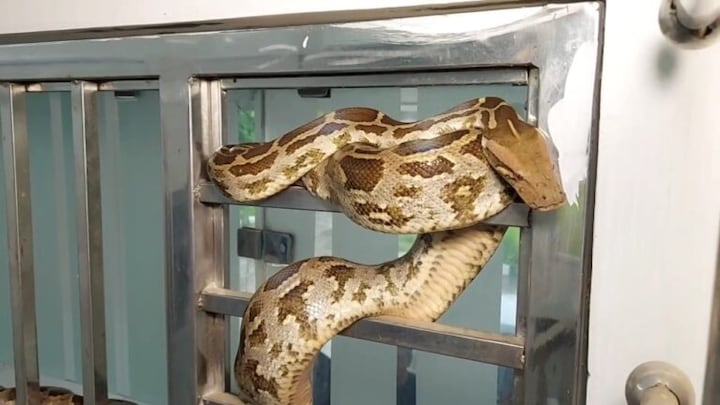 गोरखपुर चिड़ियाघर पहुंचने से पहले ही हीट स्ट्रोक से अजगरों की मौत, अब किया जा रहा ये इंतजाम UP Tak