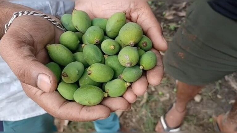 चंदौली: बेमौसम बारिश और आंधी से बर्बाद हुई आम की फसल, किसानों का बुरा हाल UP Tak