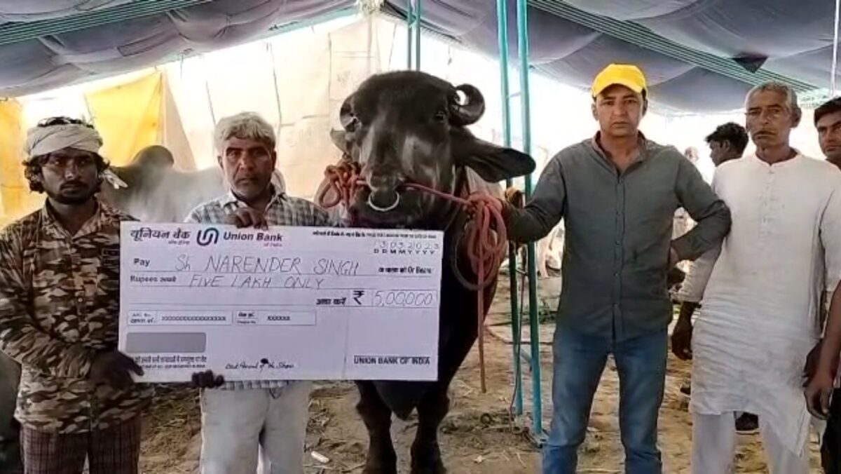 10 करोड़ है 'गोलू' भैंस की कीमत, इसके दादा भी थे 'चैंपियन', खाने का खर्चा है ₹4 लाख