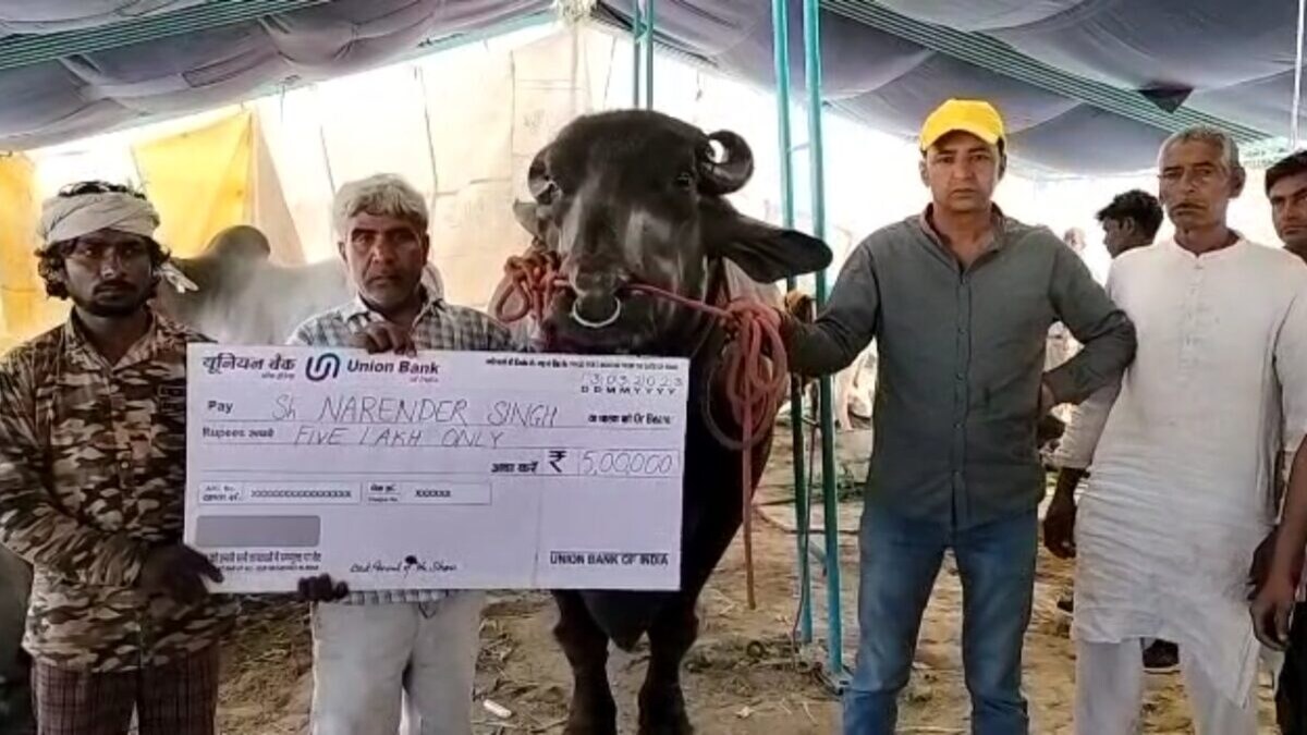 10 करोड़ है ‘घोलू’ भैंसे की कीमत, इसके दादा भी थे ‘चैंपियन’, खाने का खर्चा है ₹4 लाख 10 करोड़ है 'गोलू' भैंस की कीमत, इसके दादा भी थे 'चैंपियन', खाने का खर्चा है ₹4 लाख