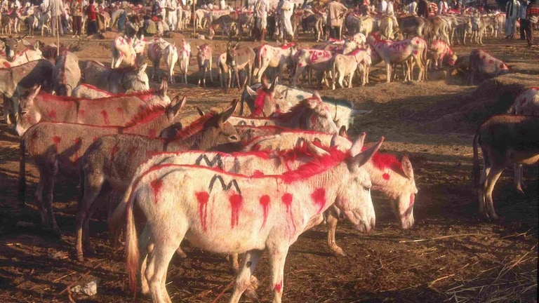 गधी के दूध का साबुन औरत को सुंदर बनाता है? ₹7,000 लीटर बिकता है, जानें इसकी खासियत UP Tak