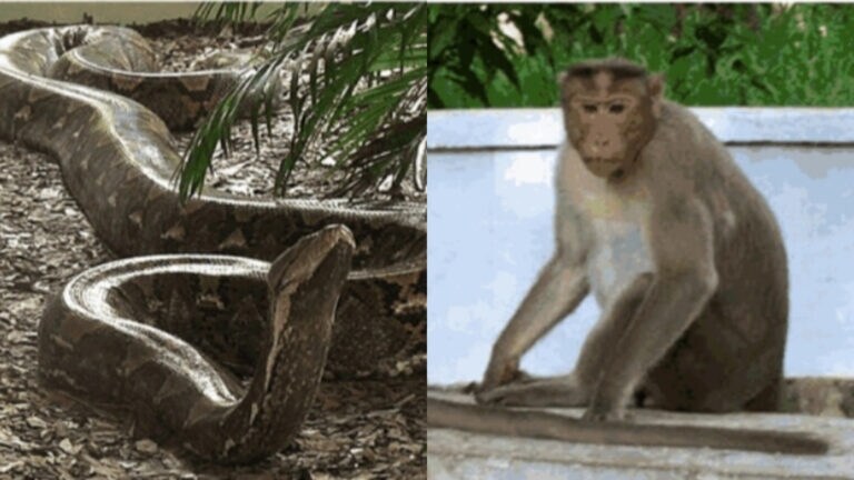 गोरखपुर चिड़ियाघर में जल्द ही दर्शक दो रेटिकुलेटेड पाइथन और 2 बोनट बंदर का कर सकेंगे दीदार UP Tak