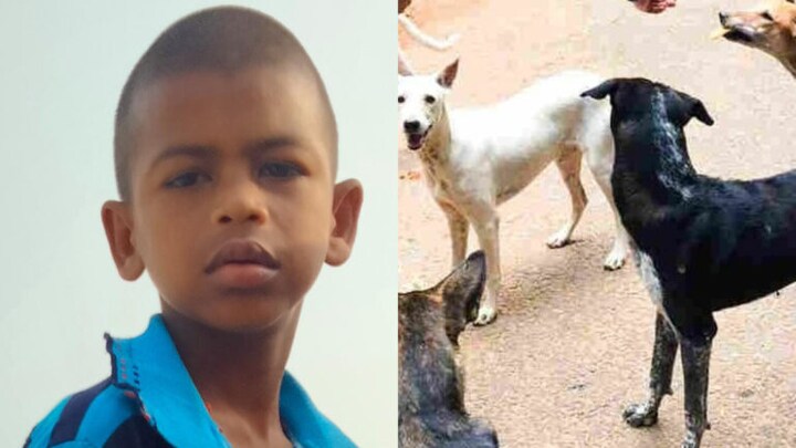 महराजगंज: आवारा कुत्तों के झुंड ने 9 साल के बच्चे को नोच-नोच कर मार डाला UP Tak