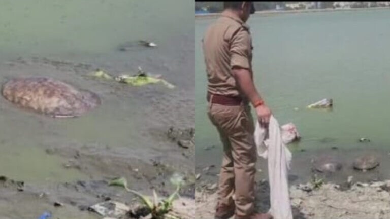 दुर्लभ प्रजाति के 34 कछुए बरामद, शक्तिवर्धक दवाओं को बनाने में किया जाता है इनका इस्तेमाल! UP Tak