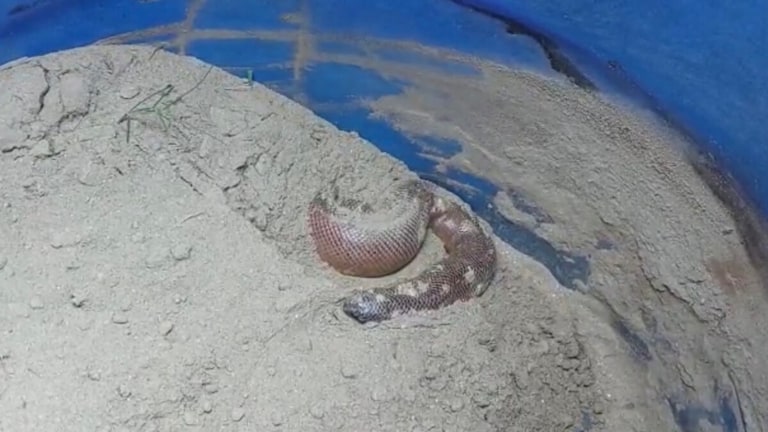 चमत्कारी है ये दोमुंहा सांप, ठीक करेगा कैंसर! इन बातों के सहारे बेचने के चक्कर में धरे गए UP Tak