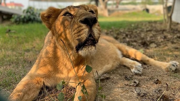 गोरखपुर चिड़ियाघर में शेरनी ‘मरियम’ ने क्यों खाना-पीना किया कम, सामने आई ये वजह UP Tak
