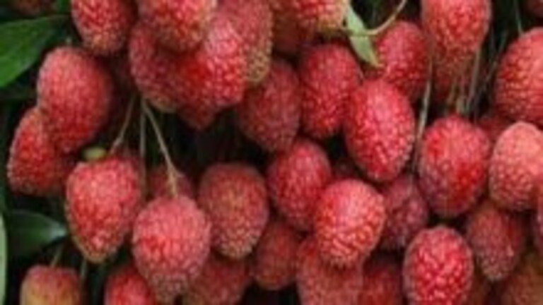 गोरखपुर: पेड़ पर लगने से पहले ही बुक हो जाते हैं ये फल, विदेशों में है गजब की डिमांड UP Tak