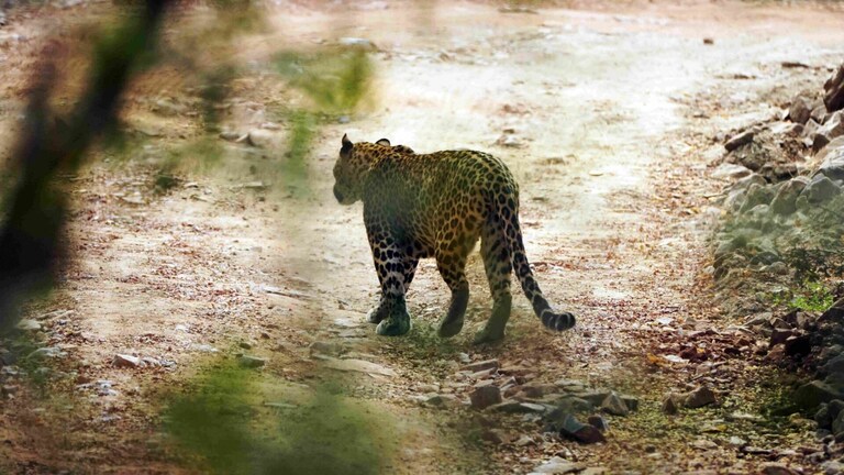 बहराइच: गांव में घुसे खूंखार तेंदुए ने किया लोगों पर अटैक, पकड़ने के लिए बुलाने पड़े दो हाथी UP Tak