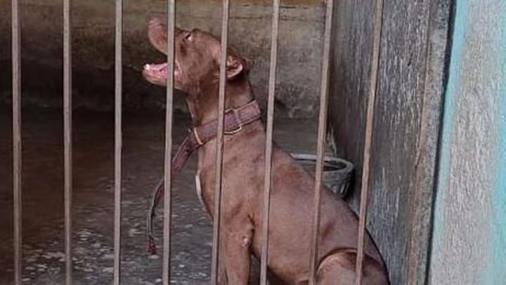 नोएडा: पिटबुल के भौंकने पर व्यक्ति को आया गुस्सा तो उसने पार की हैवानियत की हदें, उतारा मौत के घाट pitbul1