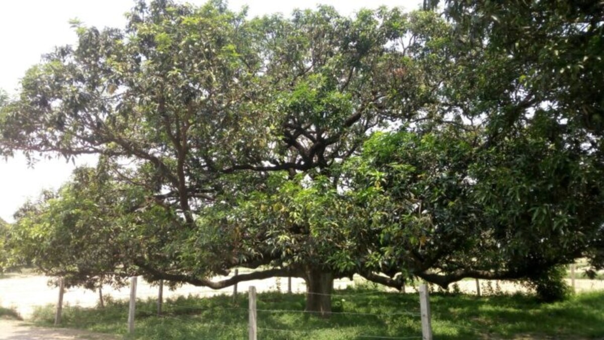 200 साल पहले इस गांव में अचानक आया पेड़ पर फल, खाया तो लगा लाजवाब, जानें दशहरी आम का रोचक इतिहास UP Tak