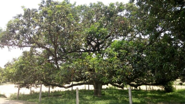 200 साल पहले इस गांव में अचानक आया पेड़ पर फल, खाया तो लगा लाजवाब, जानें दशहरी आम का रोचक इतिहास UP Tak