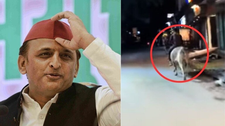 युवक ने की सांड की सवारी, बीच सड़क पर घोड़े की तरह दौड़ाया तो अखिलेश यादव ने दी ये नसीहत UP Tak