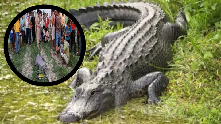 जब तक लोग लाठी-डंडे से मारकर हटाते, बहराइच में घड़ियाल बना चुके थे किसान को अपना शिकार UP Tak