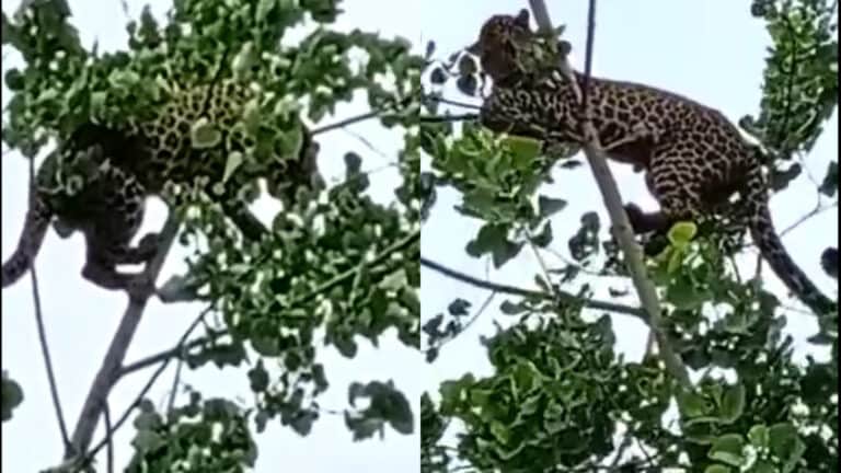 मुजफ्फरनगर में 40 फीट ऊंचे पेड़ पर जा बैठा तेंदुआ, ड्रामैटिक रेस्क्यू ऑपरेशन का हुआ ये हाल UP Tak