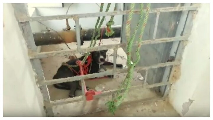 मेरठ: दर्दनाक! घर के बाहर खेल रहे मासूम पर पिटबुल ने किया ऐसा हमला, देख लोगों की निकली चीख UP Tak