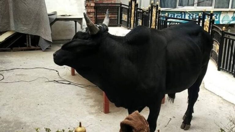 गोरखपुर में मौत बनकर आया आवारा सांड, टहलने गए लोगों पर हमला, रिटायर्ड शिक्षक की मौत UP Tak