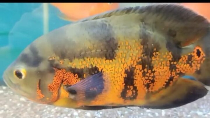 गोरखपुर: शादी में चल रहा था जयमाल, मछली को लेकर अचानक दुल्हन के बाबा पर टूट पड़े लोग, हुई मौत UP Tak