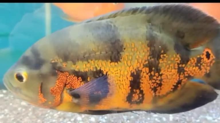 गोरखपुर: शादी में चल रहा था जयमाल, मछली को लेकर अचानक दुल्हन के बाबा पर टूट पड़े लोग, हुई मौत UP Tak