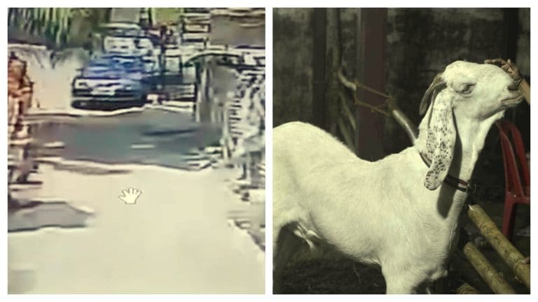 VVIP नंबर की कार में बैठ शख्स ने यूं कि बकरे की चोरी और हुआ फरार, CCTV में कैद हुई वारदात UP Tak