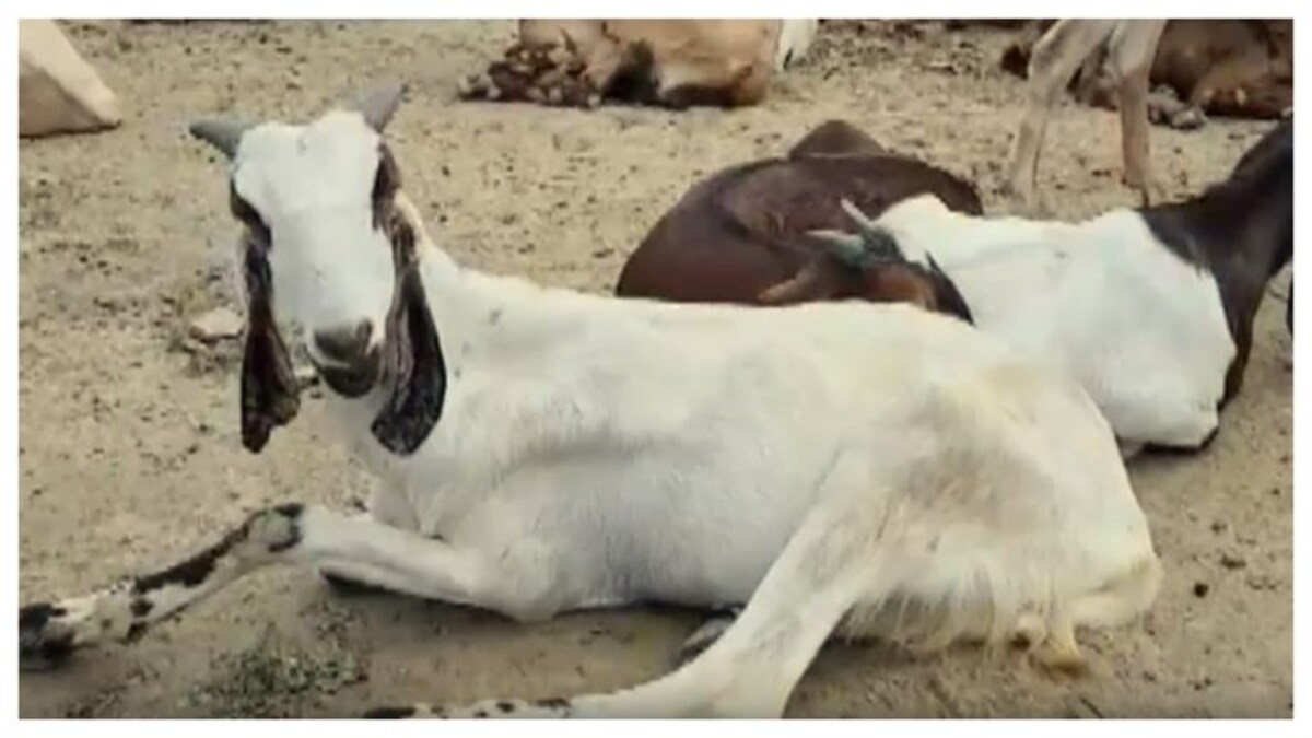 कुर्बानी के लिए लाए गए 250 बकरों को ज्यादा रुपए में खरीदा, बचाई जिंदगी, अब बकराशाला में रहेंगे UP Tak
