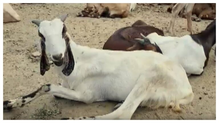 कुर्बानी के लिए लाए गए 250 बकरों को ज्यादा रुपए में खरीदा, बचाई जिंदगी, अब बकराशाला में रहेंगे UP Tak