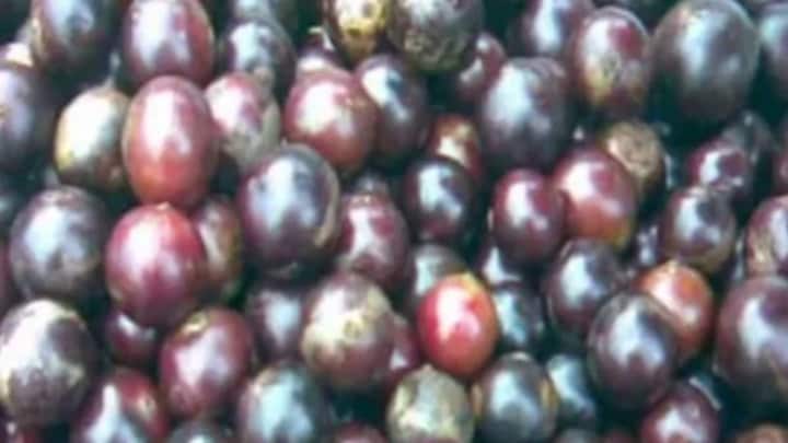 दुनियाभर में पहुंचेगा गोरखपुर का पनियाला का स्वाद, इन औषधीय गुणों से भरपूर है ये फल UP Tak