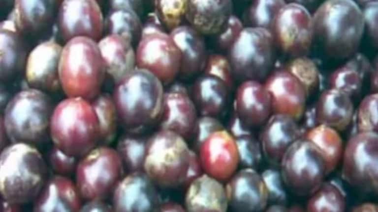 दुनियाभर में पहुंचेगा गोरखपुर का पनियाला का स्वाद, इन औषधीय गुणों से भरपूर है ये फल UP Tak