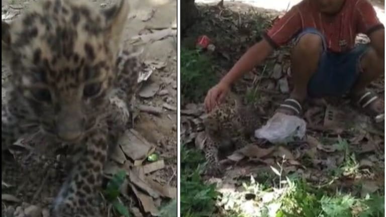 गले में रस्सी बांधकर बिल्ली का बच्चा समझ तेंदुए के बच्चे को घुमाया, सामने आई सच्चाई तो उड़े होश UP Tak