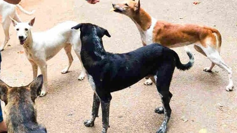 आगरा में घर के बाहर खेल रहीं 2 बहनों पर आवारा कुत्तों ने किया हमला, एक की मौत UP Tak