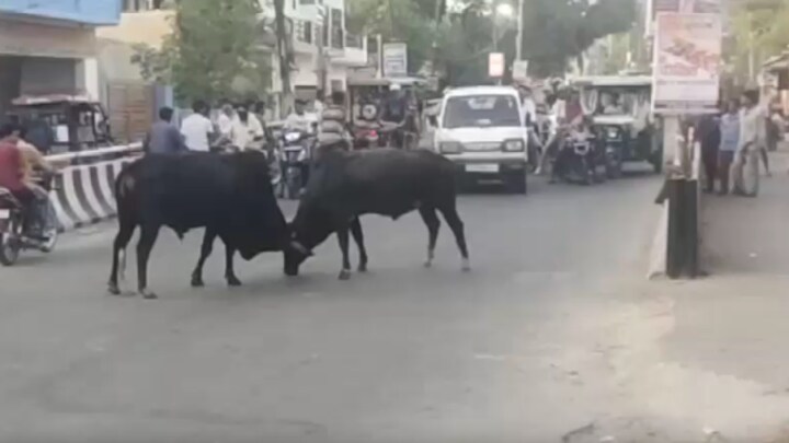 लखीमपुर खीरी: ऐसे भिड़े 2 सांड, खौफ में लोगों ने रोक लिए वाहन, फिर जो हुआ जानकर रह जाएंगे हैरान UpTak