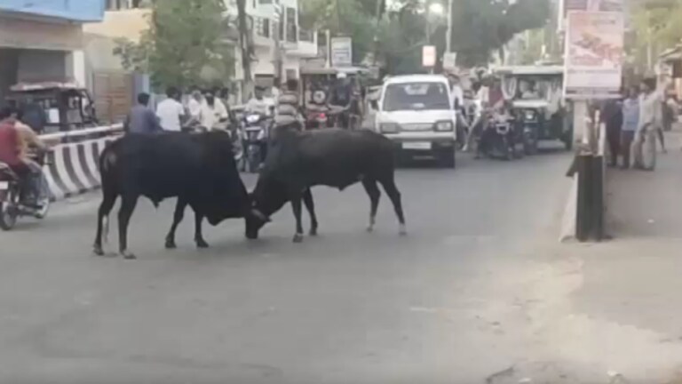 लखीमपुर खीरी: ऐसे भिड़े 2 सांड, खौफ में लोगों ने रोक लिए वाहन, फिर जो हुआ जानकर रह जाएंगे हैरान UpTak