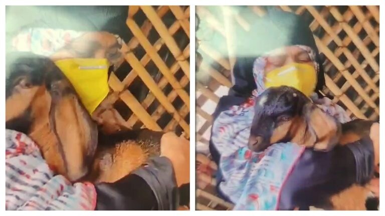 बकरे को दुलारते हुई नजर आई शाइस्ता, बकरीद पर सामने आया अतीक की पत्नी का ये वीडियो UP Tak