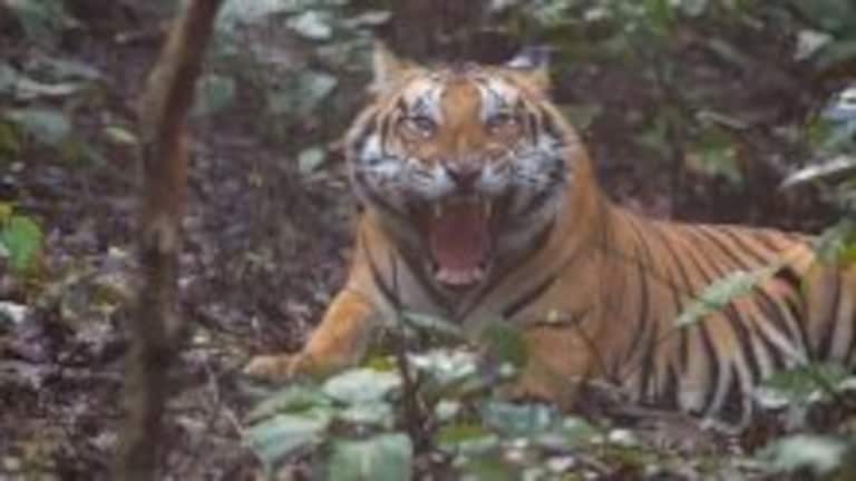 ऑपरेशन Tiger! पीलीभीत के जंगलों में जारी है आदमखोर की तलाश, खौफ में जी रहे हजारों लोग tiger2