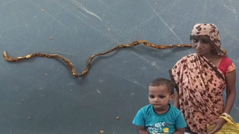 फर्रुखाबाद: सब हो गए हैरान! तीन साल के इस मासूम ने खेल-खेल में सांप को चबाकर मार डाला UP Tak