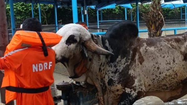 नोएडा: बाढ़ में फंस गया एक करोड़ रुपये का ‘प्रीतम’, NDRF ने यूं बचाई देश के NO.1 बुल की जान 22