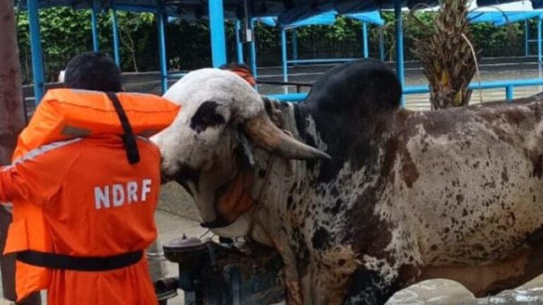 नोएडा: बाढ़ में फंस गया एक करोड़ रुपये का ‘प्रीतम’, NDRF ने यूं बचाई देश के NO.1 बुल की जान 22