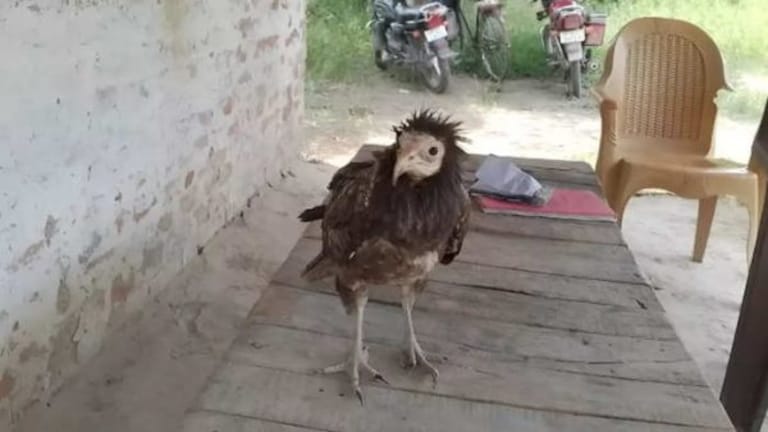 बाराबंकी में मिला मिस्र के क्रूर राजा फिरौन का पवित्र पक्षी, वन विभाग ने किया रेस्क्यू, देखें वीडियो UP Tak